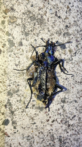 Carabus lafossei