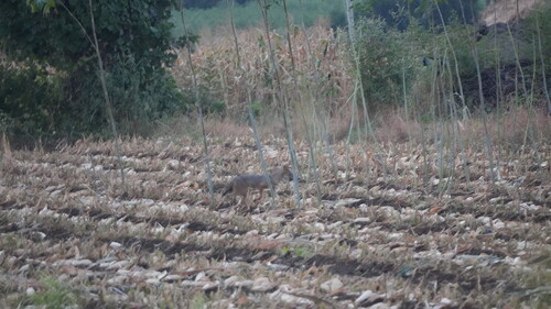 Indian Jackal