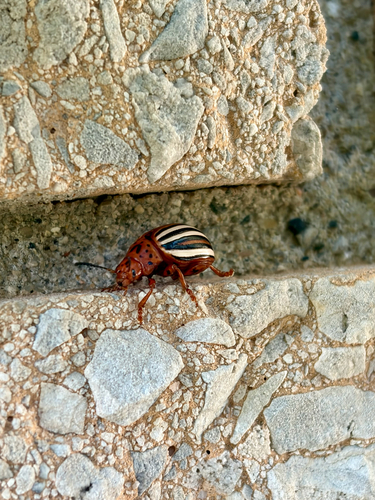 False Potato Beetle