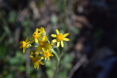 Packera serpenticola