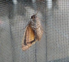 Noctua pronuba