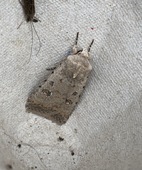 Caradrina clavipalpis