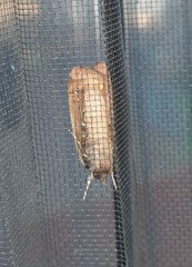 Noctua pronuba