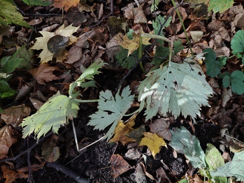 Aconitum lycoctonum, 2026-10-11