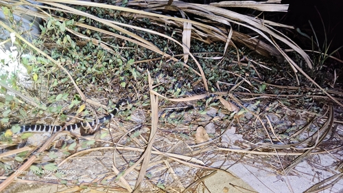 Many-banded Krait