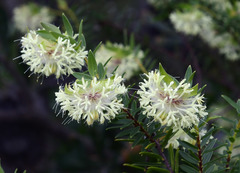 Pimelea lehmanniana