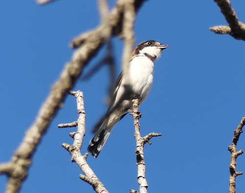 iNaturalist image