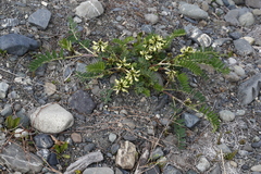 Astragalus schelichowii
