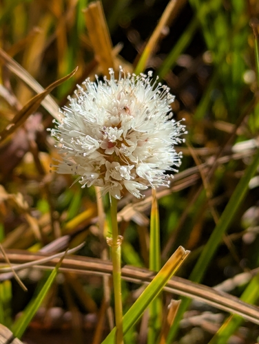 Bistorta bistortoides, 2026-10-11