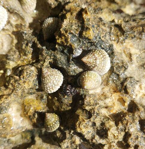 Tectarius muricatus, 2026-10-07