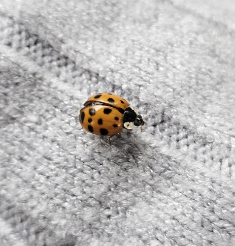 Asian Lady Beetle