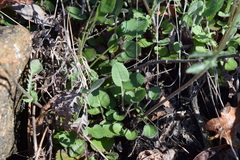 Packera serpenticola