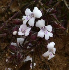 Hemiandra pungens
