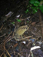 Duttaphrynus melanostictus