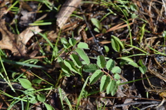 Sanguisorba canadensis