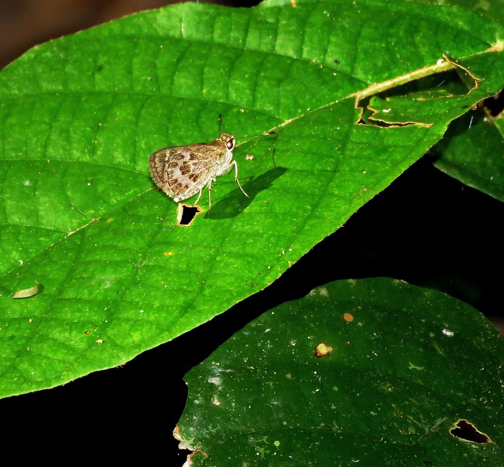 Callimormus corades