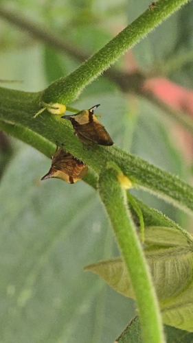 Ceresa paulistana