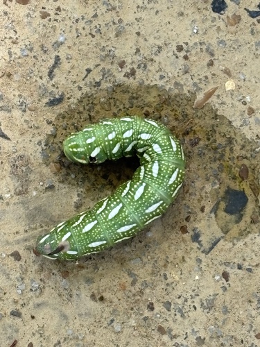 Cypress Sphinx