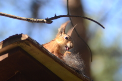 Sciurus vulgaris