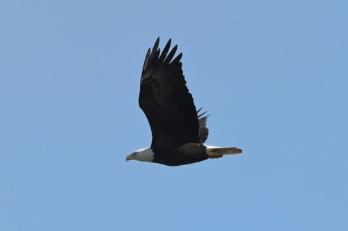 Bald Eagle