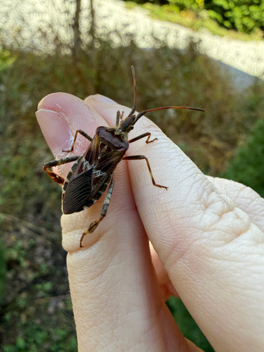 Western Conifer Seed Bug