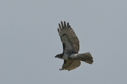 Red-tailed Hawk