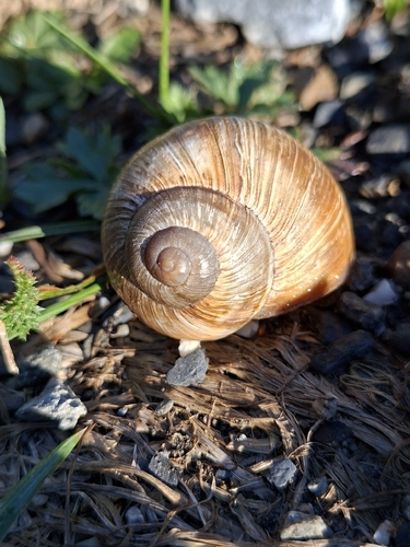 Roman Snail