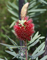 Melaleuca glauca
