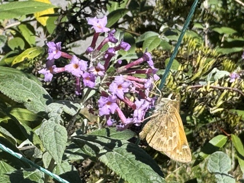 Huron Skipper