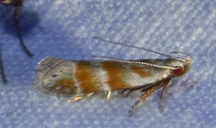 Battaristis vittella