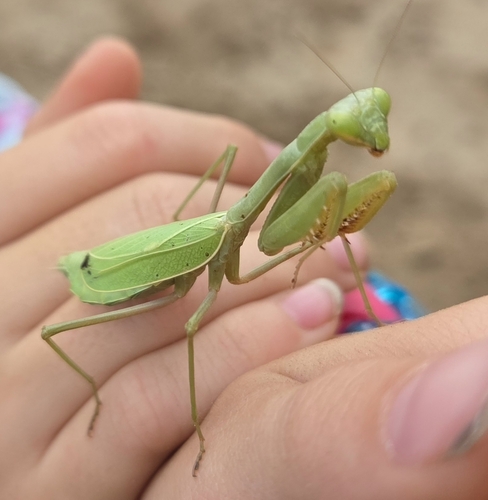 Arizona Mantis