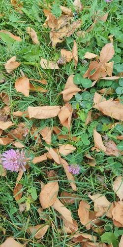 Red Clover