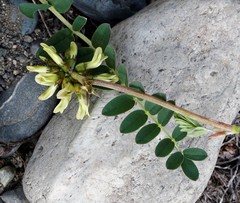Astragalus schelichowii