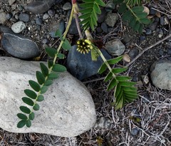 Astragalus schelichowii