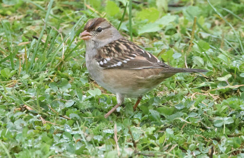 White-crowned Sparrow