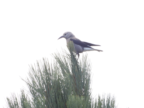 Clark's Nutcracker