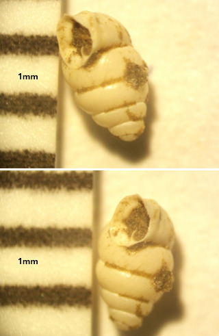 Gastrocopta observed 2026-09-25