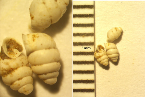 Gastrocopta observed 2026-09-25