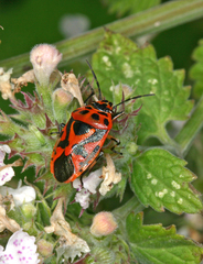Eurydema ornata
