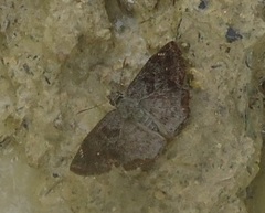 Antigonus erosus