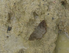 Antigonus erosus