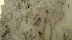 Antigonus erosus