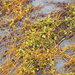 Laurel Dodder - Photo (c) 葉子, some rights reserved (CC BY-NC-ND), uploaded by 葉子