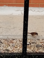 Zonotrichia capensis