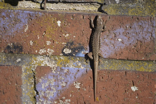 Common Wall Lizard