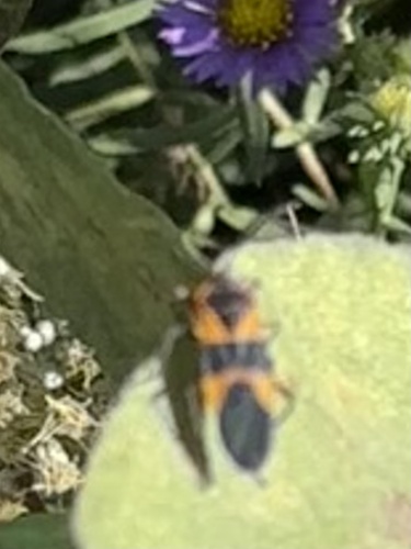 Large Milkweed Bug