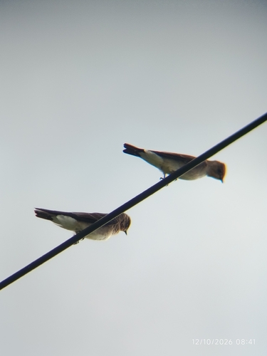 Southern Rough-winged Swallow