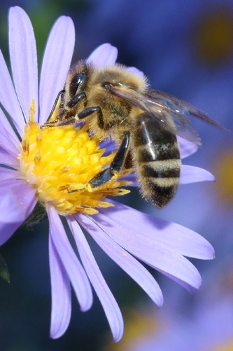 Western Honey Bee