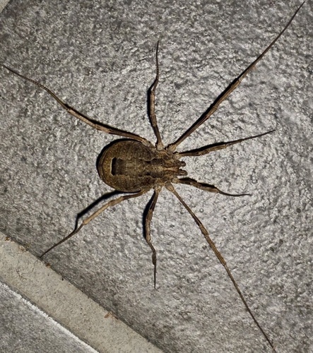 Odiellus spinosus