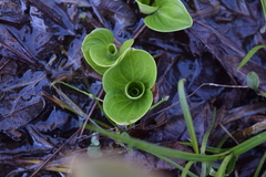 Parnassia grandifolia